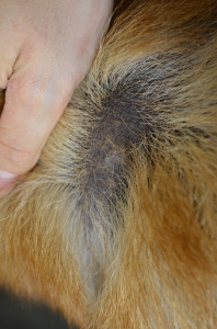 甲状腺機能低下症2.JPG